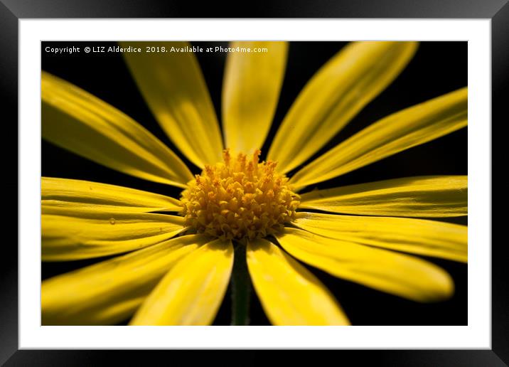 Yellow Osteospermum Framed Mounted Print by LIZ Alderdice