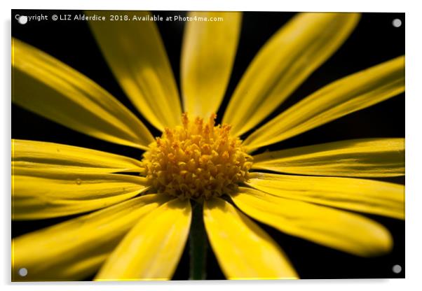 Yellow Osteospermum Acrylic by LIZ Alderdice