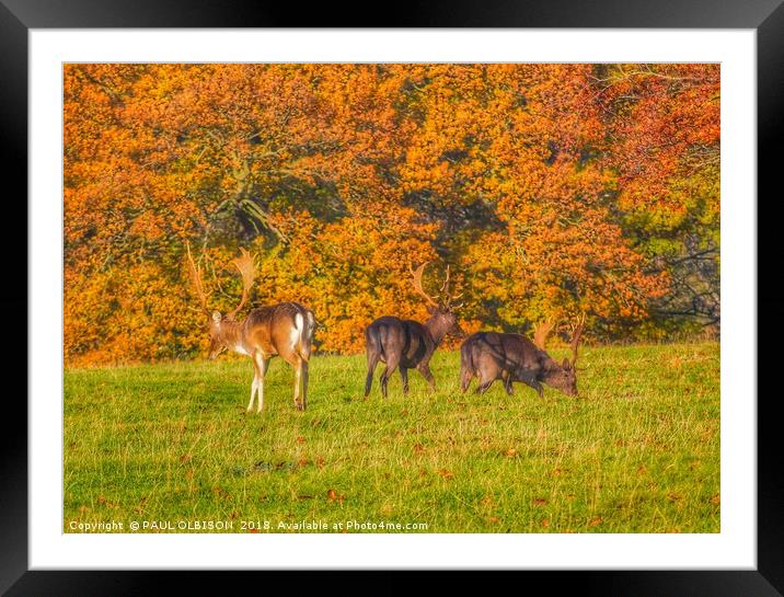 Fallow deer uk Framed Mounted Print by PAUL OLBISON