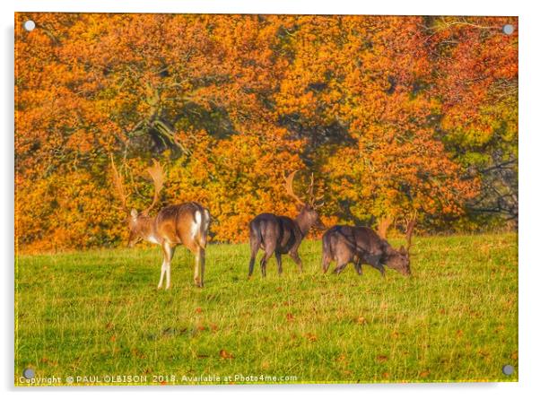 Fallow deer uk Acrylic by PAUL OLBISON