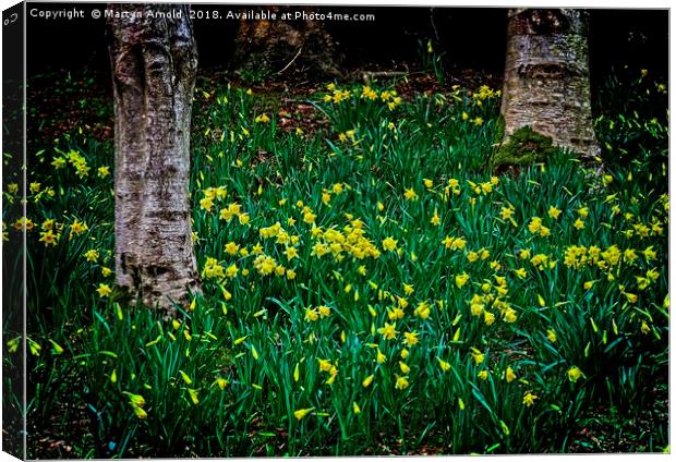 Spring Daffodils Canvas Print by Martyn Arnold