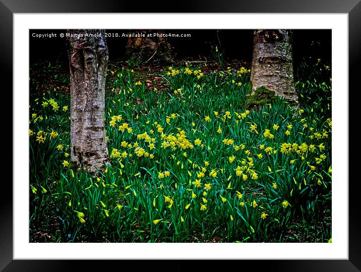 Spring Daffodils Framed Mounted Print by Martyn Arnold