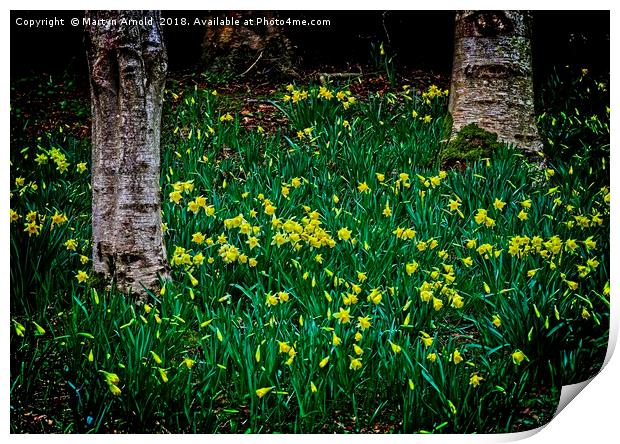 Spring Daffodils Print by Martyn Arnold