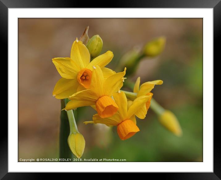 "Happy Easter Daffodils" Framed Mounted Print by ROS RIDLEY