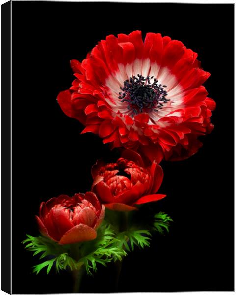 Red Anemone Blooms Canvas Print by Kelly Bailey