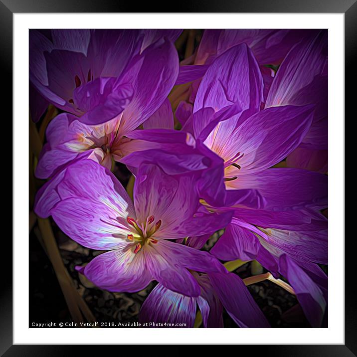 Mauve and Cream Crocuses Framed Mounted Print by Colin Metcalf