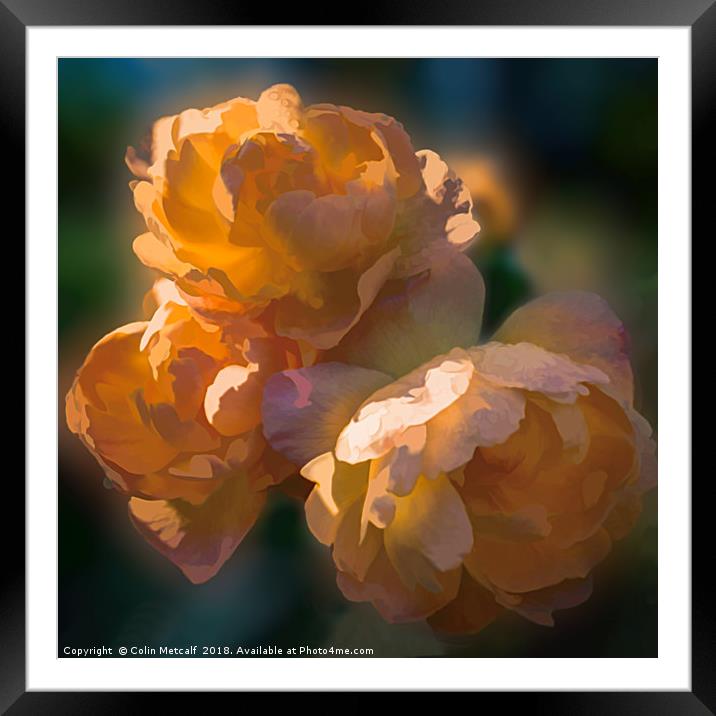 A Touch of Gold Framed Mounted Print by Colin Metcalf