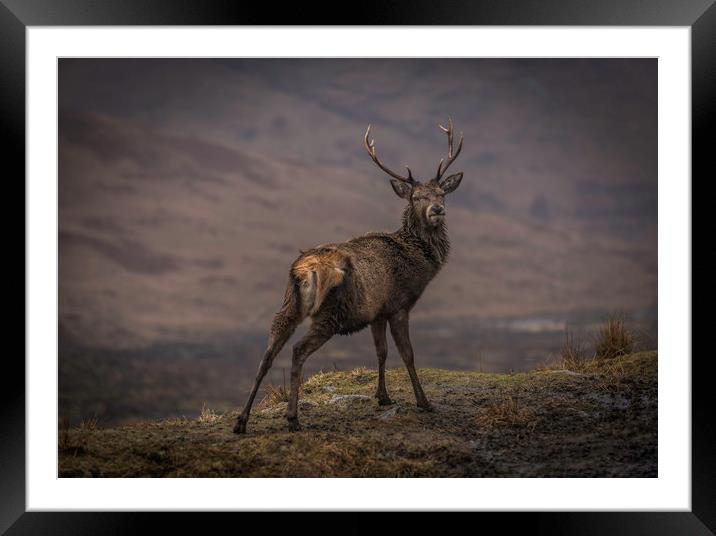 Monarch of the Glen Framed Mounted Print by Alan Sinclair