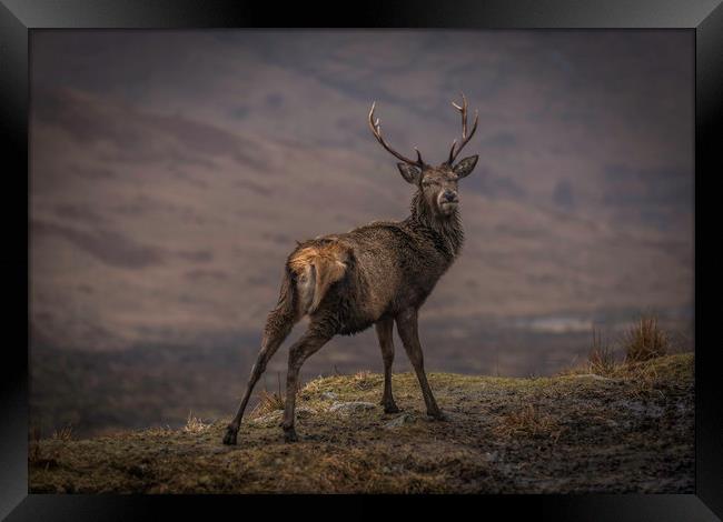 Monarch of the Glen Framed Print by Alan Sinclair