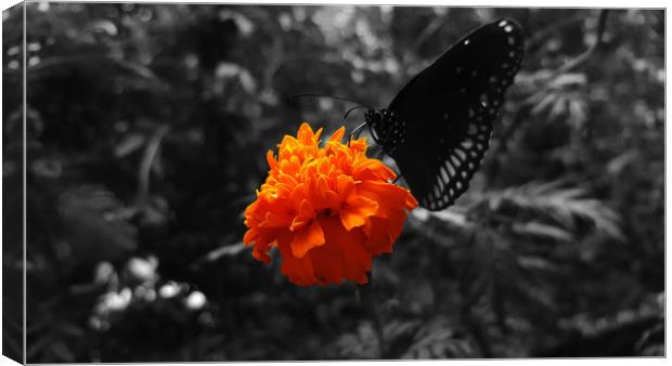 Marigold flower with butterfly on it  Canvas Print by Dinil Davis