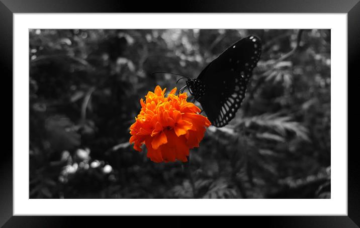 Marigold flower with butterfly on it  Framed Mounted Print by Dinil Davis