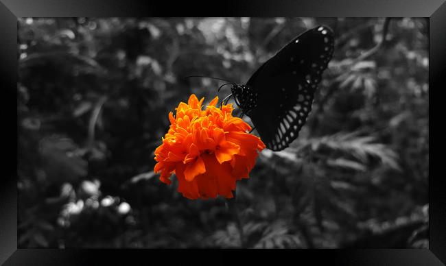 Marigold flower with butterfly on it  Framed Print by Dinil Davis