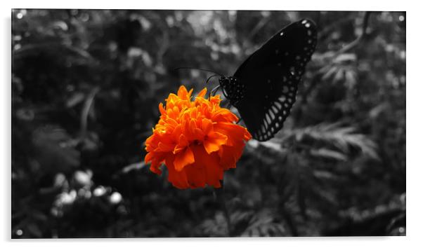 Marigold flower with butterfly on it  Acrylic by Dinil Davis