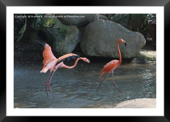 Flamingo Fight Framed Mounted Print by Graeme B