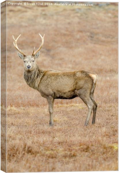 Lone Stag Canvas Print by bryan hynd