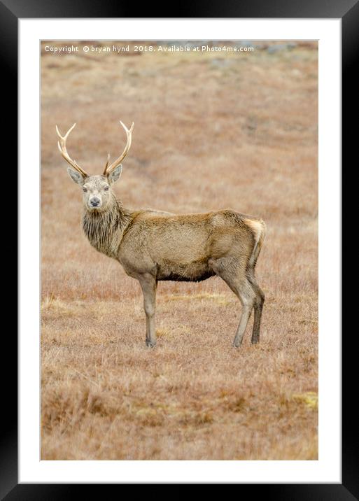 Lone Stag Framed Mounted Print by bryan hynd