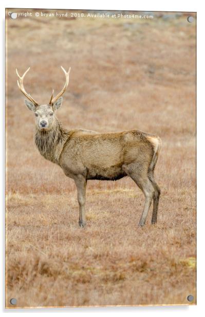 Lone Stag Acrylic by bryan hynd