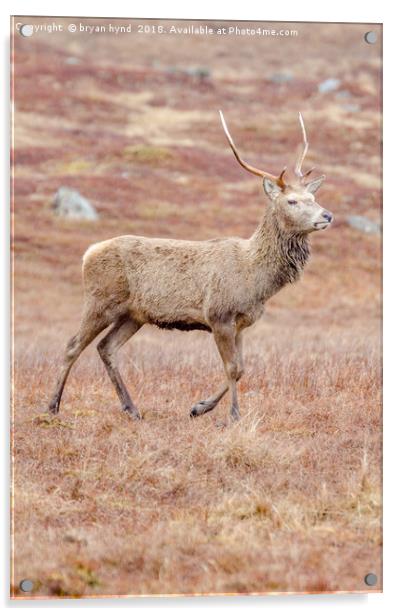 Glen Lyon Deer Acrylic by bryan hynd