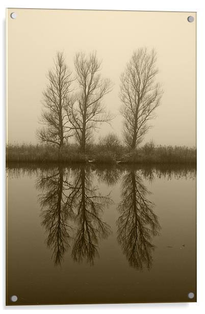 Misty Trees on the Norfolk Broads Acrylic by Paul Macro
