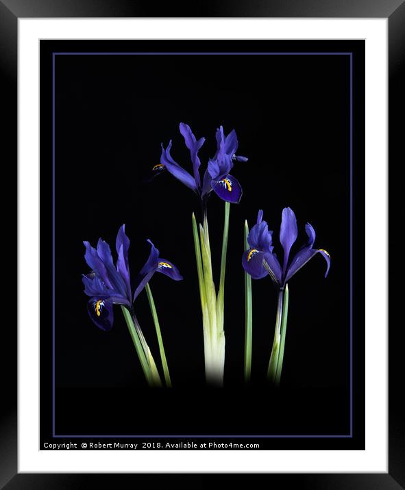 Iris reticulata Framed Mounted Print by Robert Murray