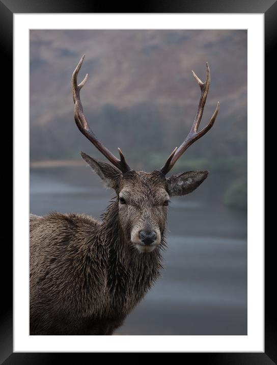 Stag Framed Mounted Print by Alan Sinclair