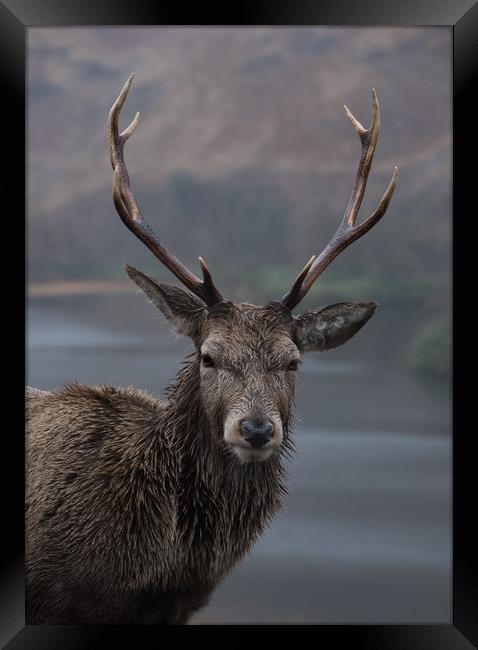 Stag Framed Print by Alan Sinclair