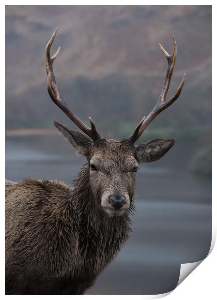 Stag Print by Alan Sinclair