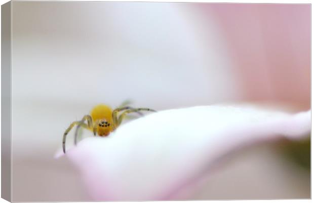 Soft soft spiderling Canvas Print by David Neighbour