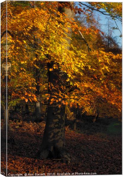 Autumn Tree Canvas Print by Ann Garrett