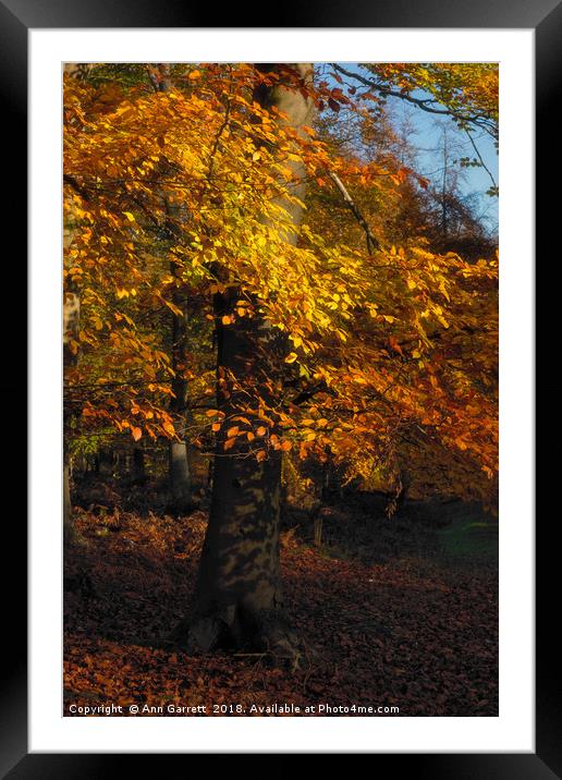 Autumn Tree Framed Mounted Print by Ann Garrett
