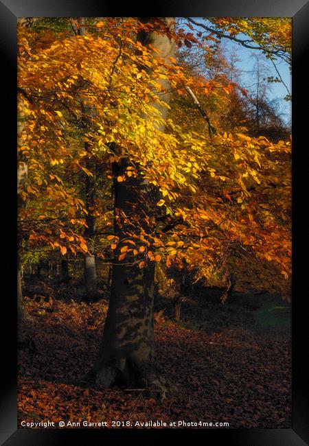 Autumn Tree Framed Print by Ann Garrett
