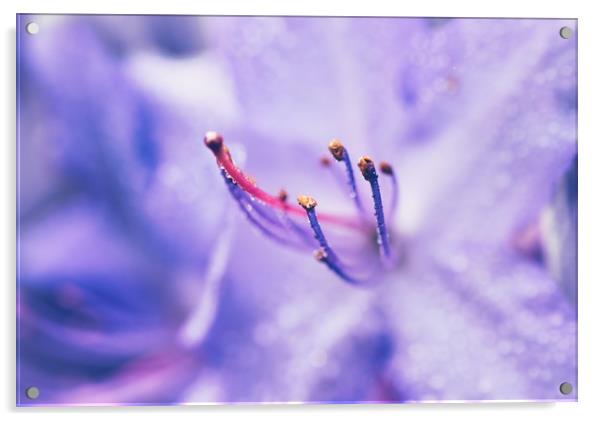 Soft Lilac Acrylic by Iona Newton