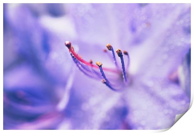 Soft Lilac Print by Iona Newton
