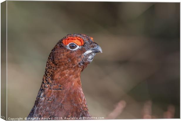 Majestic Male Red Grouse Portrait Canvas Print by AMANDA AINSLEY