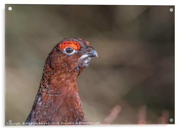 Majestic Male Red Grouse Portrait Acrylic by AMANDA AINSLEY