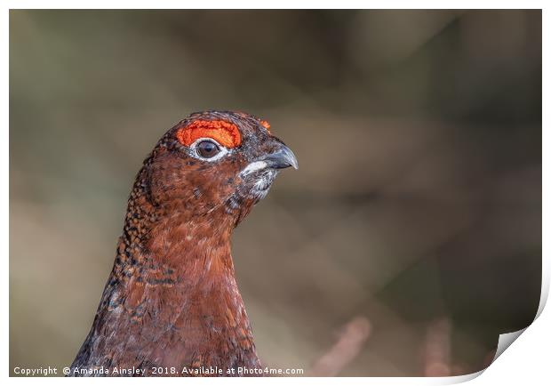 Majestic Male Red Grouse Portrait Print by AMANDA AINSLEY