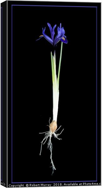 Iris reticulata Canvas Print by Robert Murray