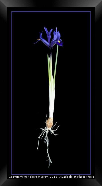 Iris reticulata Framed Print by Robert Murray