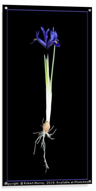 Iris reticulata Acrylic by Robert Murray