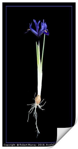 Iris reticulata Print by Robert Murray