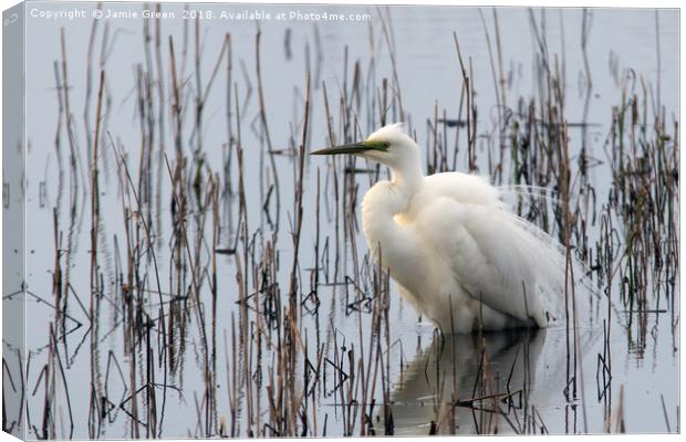 Great White Egret Canvas Print by Jamie Green