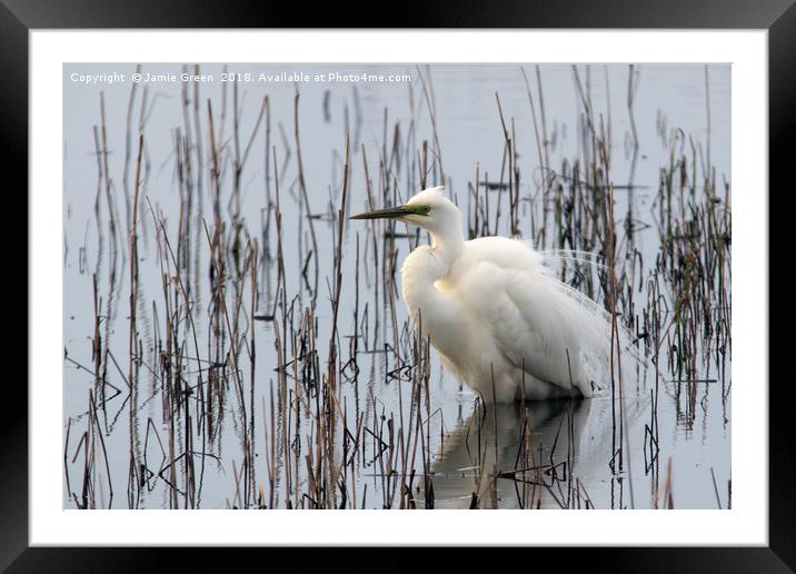 Great White Egret Framed Mounted Print by Jamie Green