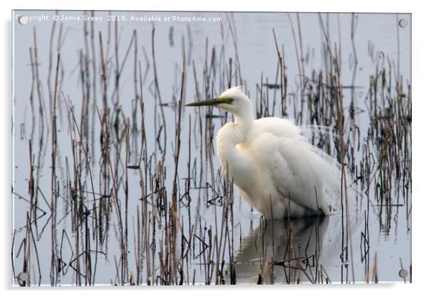 Great White Egret Acrylic by Jamie Green