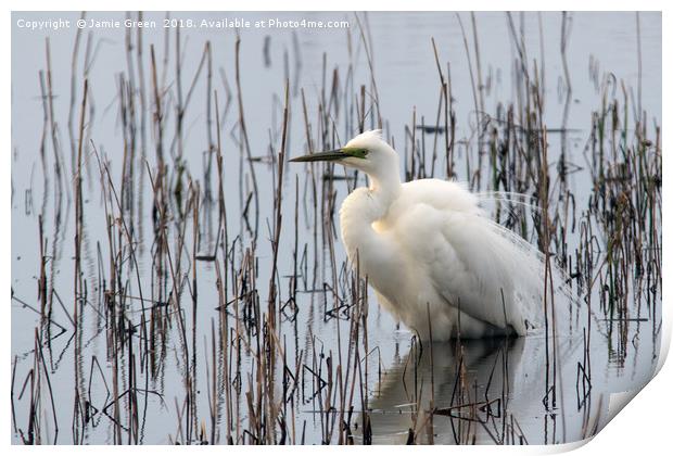 Great White Egret Print by Jamie Green