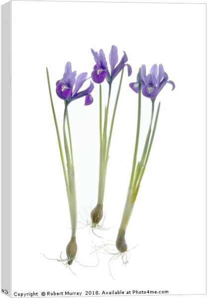  Iris reticulata trio Canvas Print by Robert Murray