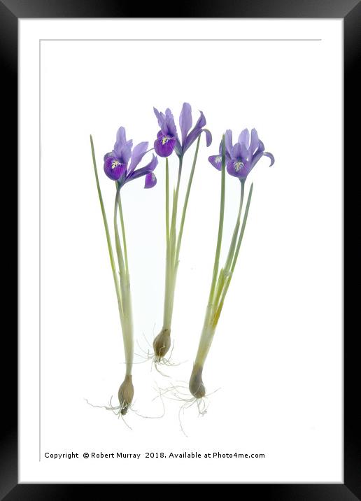  Iris reticulata trio Framed Mounted Print by Robert Murray