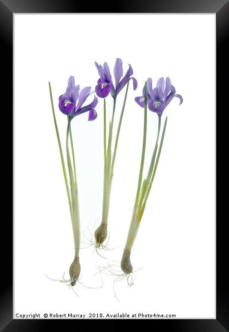  Iris reticulata trio Framed Print by Robert Murray