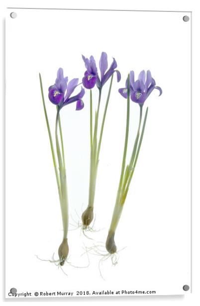 Iris reticulata trio Acrylic by Robert Murray