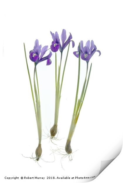  Iris reticulata trio Print by Robert Murray