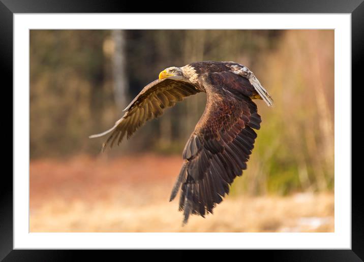 Bald Eagle in Flight Framed Mounted Print by David Hare